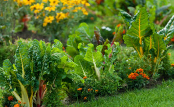 I fiori amici degli ortaggi 767 0 017 I fiori amici degli ortaggi_ok